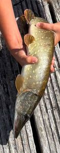 Amur Pike