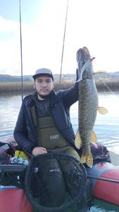 Northern Pike