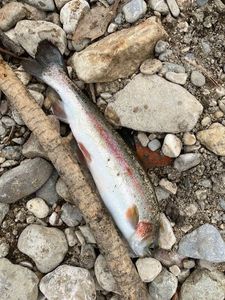 Rainbow Trout