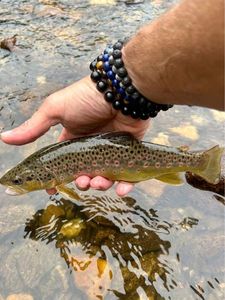 Brown Trout