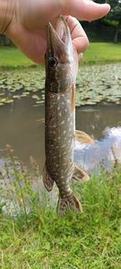 Northern Pike