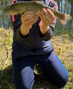 Rainbow Trout