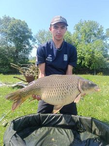 Common Carp
