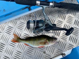 European Perch