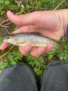 Brown Trout