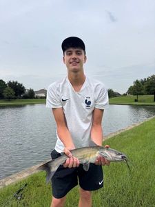 Black Bullhead