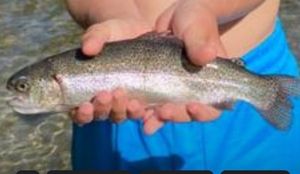 Cutthroat Trout