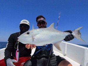 Largescale Triggerfish
