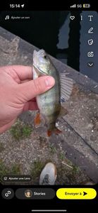 European Perch