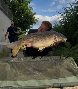 Common Carp