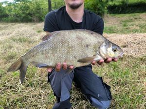 Common Bream