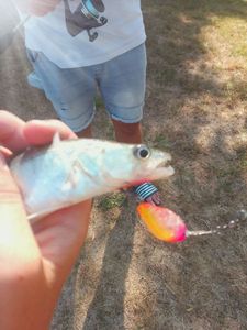 Zander