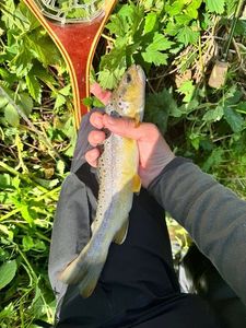 Brown Trout