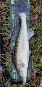 Zander