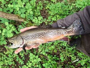 Brook Trout