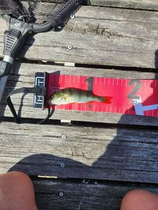 European Perch