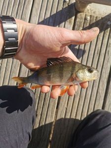 European Perch