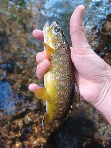 Brown Trout