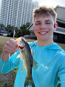Largemouth Bass