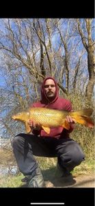Common Carp