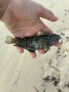 Giant Goby
