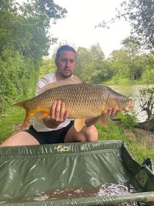 Common Carp