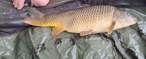 Common Carp