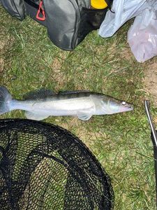 Zander