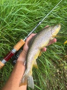 Brown Trout