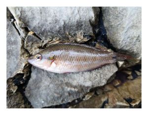 Axillary Wrasse