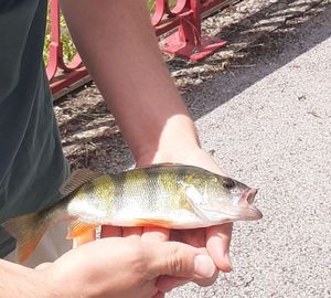 European Perch