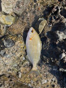 Salema