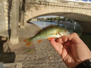 European Perch