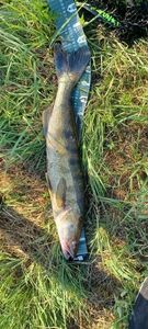 Zander