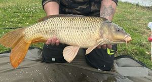 Common Carp