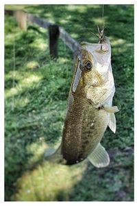 Smallmouth Bass