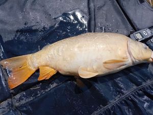 Mirror Carp