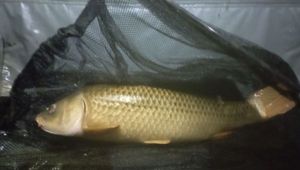 Common Carp