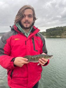 Zander