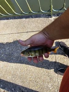 European Perch