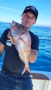 Greater Amberjack