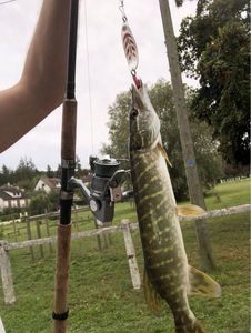 Northern Pike