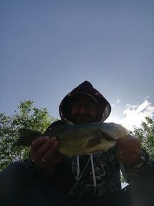 Smallmouth Bass