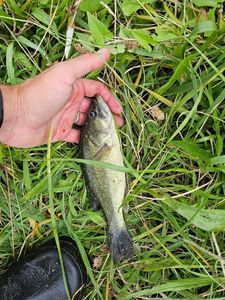 Smallmouth Bass