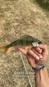 European Perch