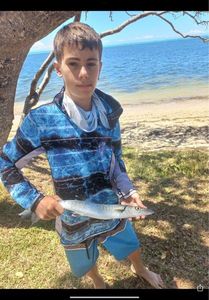 Great Barracuda