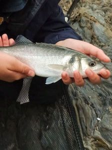 European Bass (Seabass)