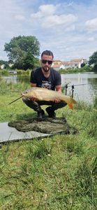 Common Carp
