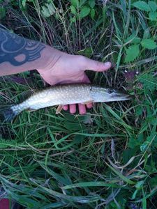 Northern Pike