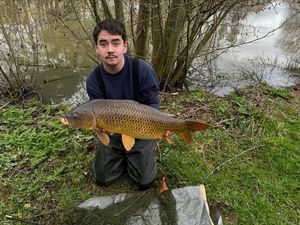 Common Carp